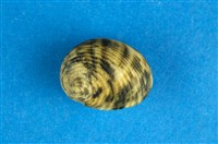 藏品(高腰蜑螺)的圖片